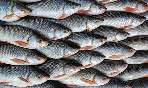 ماهی چرب و تاثیر آن روی تقویت حافظه